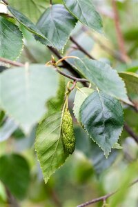 Betula utilis jacquemontii (= Doorenbos) 12-14 cm wortelgoed geveerd 2 X verplant - afbeelding 2