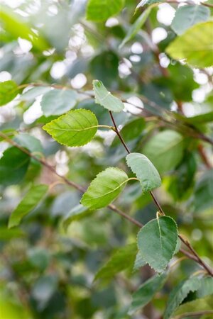 Betula utilis jacquemontii (= Doorenbos) 12-14 cm wortelgoed geveerd 2 X verplant - afbeelding 3