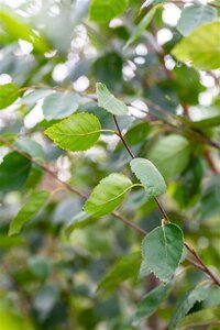 Betula utilis jacquemontii (= Doorenbos) 12-14 cm wortelgoed geveerd 2 X verplant - afbeelding 3