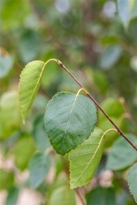 Betula utilis jacquemontii (= Doorenbos) 6-8 cm wortelgoed geveerd - afbeelding 1