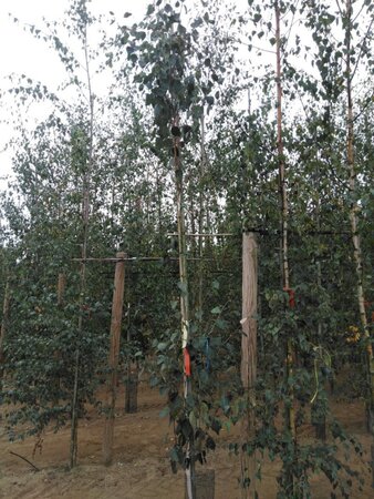 Betula utilis jacquemontii (= Doorenbos) 6-8 cm wortelgoed geveerd - afbeelding 7