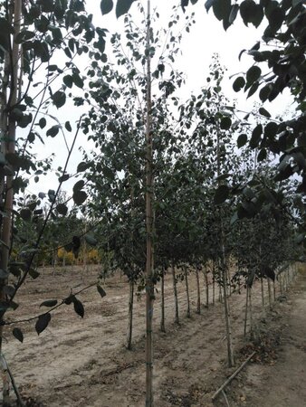 Betula utilis jacquemontii (= Doorenbos) 6-8 cm wortelgoed geveerd - afbeelding 4
