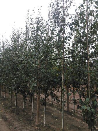 Betula utilis jacquemontii (= Doorenbos) 6-8 cm wortelgoed geveerd - afbeelding 5