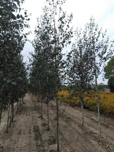 Betula utilis jacquemontii (= Doorenbos) 8-10 cm wortelgoed geveerd - afbeelding 6