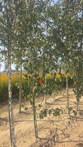 Betula utilis jacquemontii (= Doorenbos) 8-10 cm wortelgoed geveerd - afbeelding 4