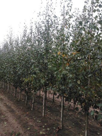 Betula utilis jacquemontii (= Doorenbos) 8-10 cm wortelgoed geveerd - afbeelding 7