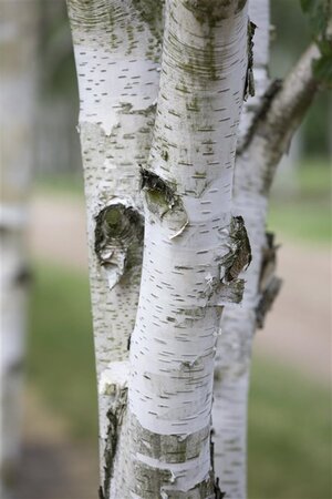 Betula utilis 10-12 Hoogstam wortelgoed - afbeelding 1