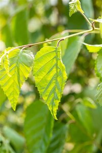 Betula utilis 10-12 Hoogstam wortelgoed - afbeelding 2