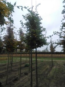 Carpinus betulus 10-12 Hoogstam wortelgoed - afbeelding 2