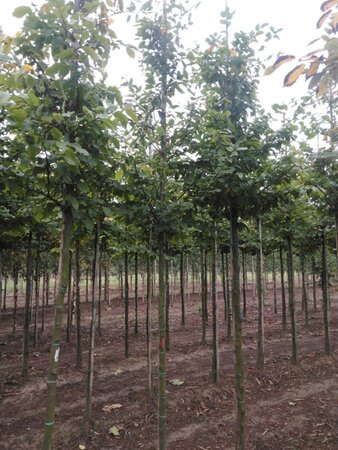 Carpinus betulus 10-12 Hoogstam wortelgoed - afbeelding 4