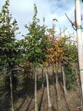 Carpinus betulus 12-14 Hoogstam wortelgoed 2 X verplant - afbeelding 7