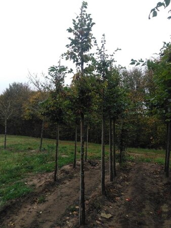 Carpinus betulus 12-14 Hoogstam wortelgoed 2 X verplant - afbeelding 5