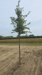 Carpinus betulus 12-14 Hoogstam wortelgoed 2 X verplant - afbeelding 1