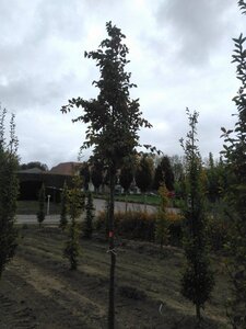 Carpinus betulus 12-14 Hoogstam wortelgoed 2 X verplant - afbeelding 2