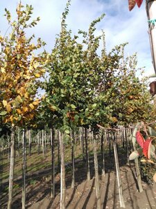 Carpinus betulus 14-16 Hoogstam wortelgoed 2 X verplant - afbeelding 6