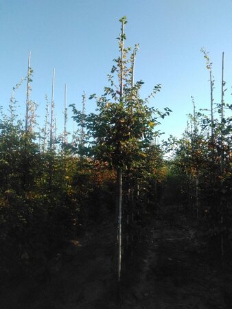 Carpinus betulus 14-16 Hoogstam wortelgoed 2 X verplant - afbeelding 5