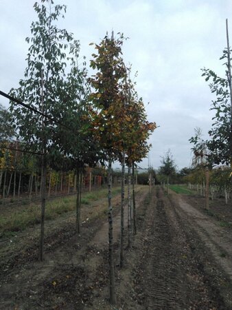 Carpinus betulus 14-16 Hoogstam wortelgoed 2 X verplant - afbeelding 4