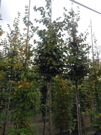 Carpinus betulus 14-16 Hoogstam wortelgoed 2 X verplant - afbeelding 1