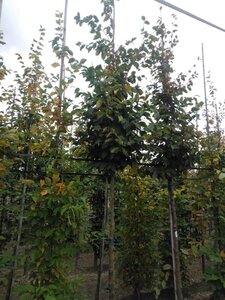 Carpinus betulus 14-16 Hoogstam wortelgoed 2 X verplant - afbeelding 1