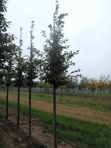 Carpinus betulus 14-16 Hoogstam wortelgoed 2 X verplant - afbeelding 3