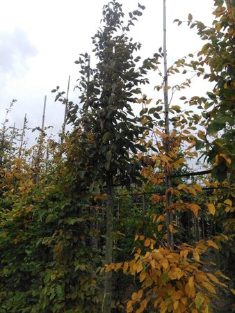 Carpinus betulus 16-18 Hoogstam draadkluit 3 X verplant - afbeelding 3