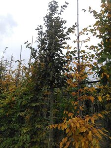 Carpinus betulus 16-18 Hoogstam draadkluit 3 X verplant - afbeelding 3
