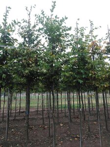 Carpinus betulus 16-18 Hoogstam draadkluit 3 X verplant - afbeelding 2