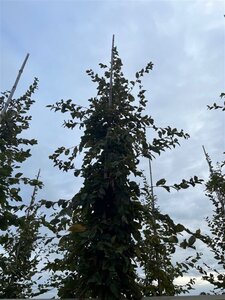 Carpinus betulus 16-18 Hoogstam draadkluit 3 X verplant - afbeelding 5