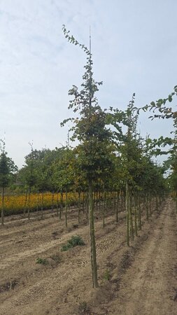 Carpinus betulus 16-18 Hoogstam draadkluit 3 X verplant - afbeelding 1