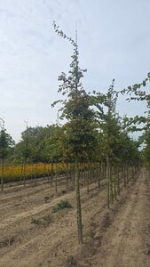 Carpinus betulus 16-18 Hoogstam draadkluit 3 X verplant - afbeelding 1