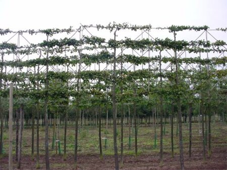 Carpinus betulus 18-20 Hoogstam draadkluit 3 X verplant - afbeelding 3