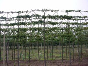 Carpinus betulus 18-20 Hoogstam draadkluit 3 X verplant - afbeelding 3