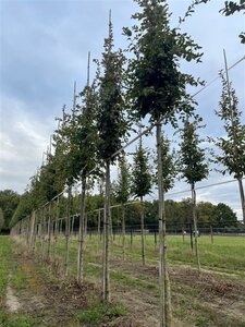 Carpinus betulus 18-20 Hoogstam draadkluit 3 X verplant