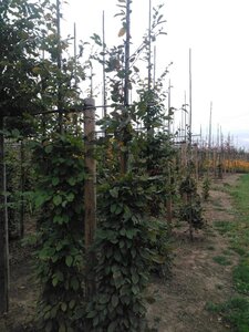 Carpinus betulus 6-8 cm wortelgoed geveerd - afbeelding 1