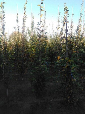 Carpinus bet. 'Fastigiata' 6-8 cm wortelgoed geveerd - afbeelding 2