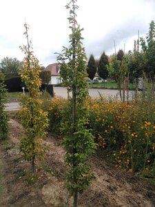 Carpinus bet. 'Fastigiata' 6-8 cm wortelgoed geveerd - afbeelding 3