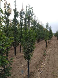 Carpinus bet. 'Fastigiata' 6-8 cm wortelgoed geveerd - afbeelding 1