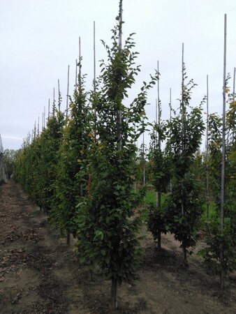 Carpinus bet. 'Frans Fontaine' 10-12 cm wortelgoed geveerd - afbeelding 2