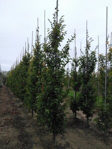 Carpinus bet. 'Frans Fontaine' 10-12 cm wortelgoed geveerd - afbeelding 2