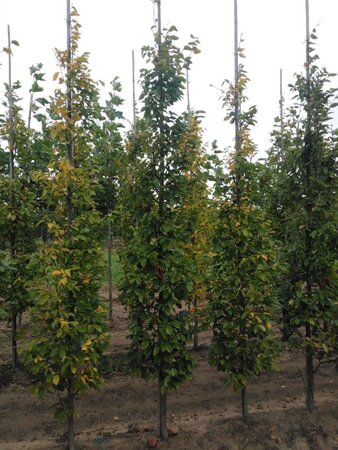 Carpinus bet. 'Frans Fontaine' 10-12 cm wortelgoed geveerd - afbeelding 3
