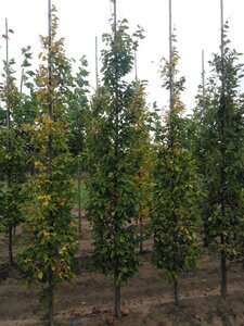 Carpinus bet. 'Frans Fontaine' 10-12 cm wortelgoed geveerd - afbeelding 3