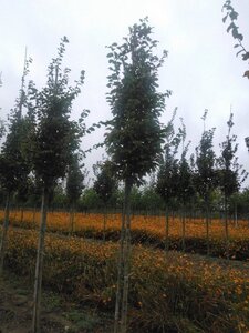 Carpinus bet. 'Frans Fontaine' 12-14 Hoogstam wortelgoed 2 X verplant - afbeelding 2