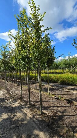 Carpinus bet. 'Frans Fontaine' 12-14 cm wortelgoed geveerd 2 X verplant - afbeelding 2