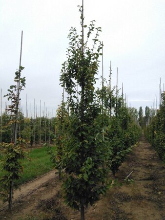 Carpinus bet. 'Frans Fontaine' 12-14 cm wortelgoed geveerd 2 X verplant - afbeelding 3
