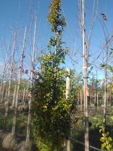 Carpinus bet. 'Frans Fontaine' 16-18 Hoogstam draadkluit 3 X verplant
