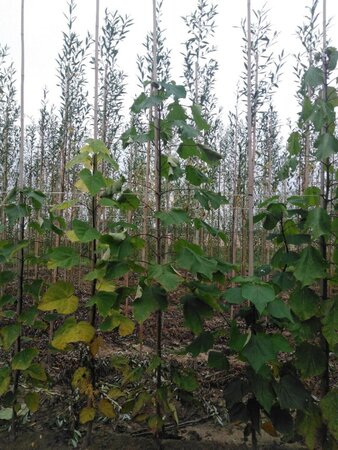 Catalpa bignonioides 6-8 Hoogstam wortelgoed - afbeelding 2