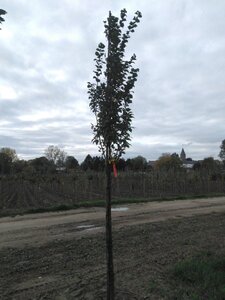 Carpinus bet. 'Lucas' 10-12 Hoogstam wortelgoed - afbeelding 4