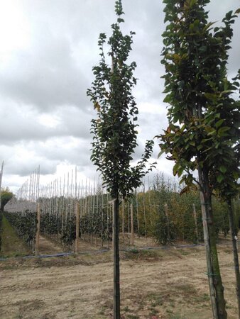 Carpinus bet. 'Lucas' 10-12 Hoogstam wortelgoed - afbeelding 5