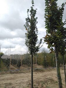 Carpinus bet. 'Lucas' 10-12 Hoogstam wortelgoed - afbeelding 5