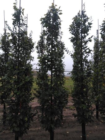 Carpinus bet. 'Lucas' 10-12 cm wortelgoed geveerd - afbeelding 5